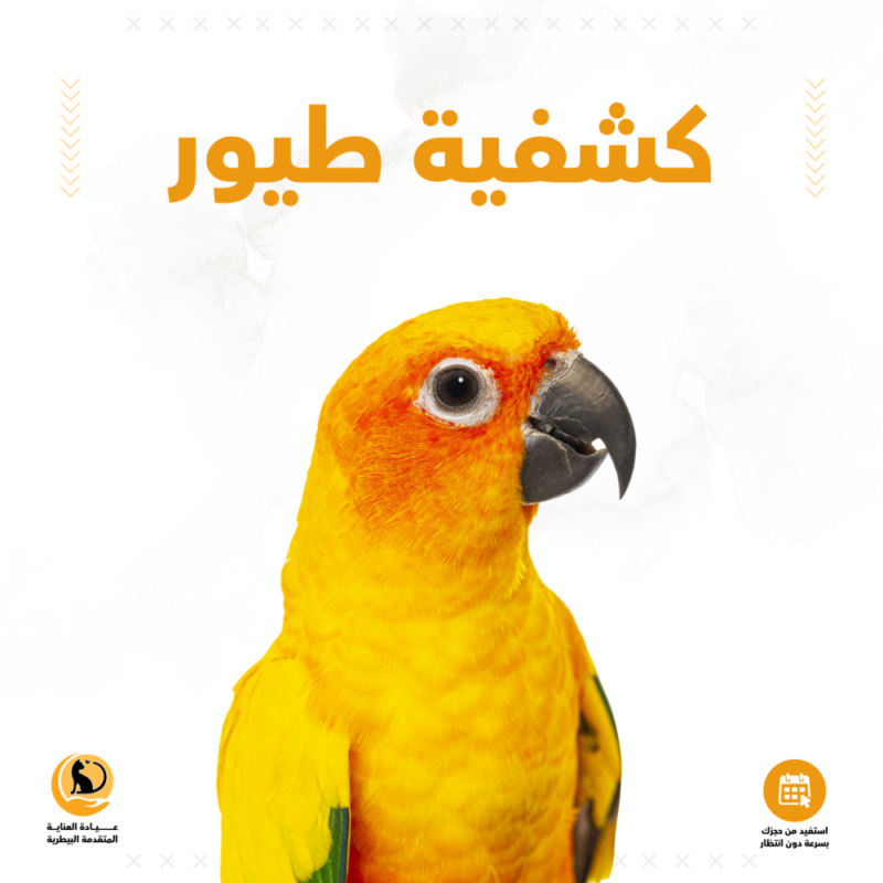 كشفية طيور