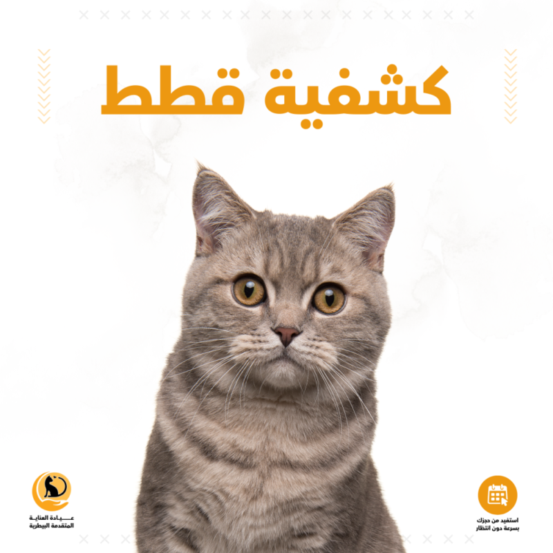كشفية قطط
