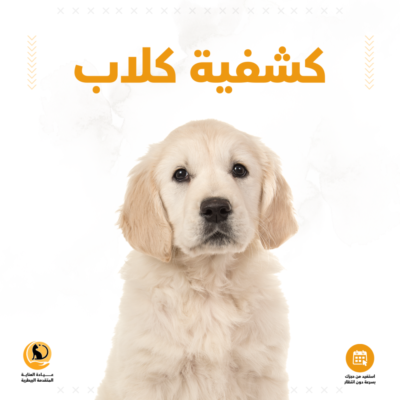 كشفية كلاب