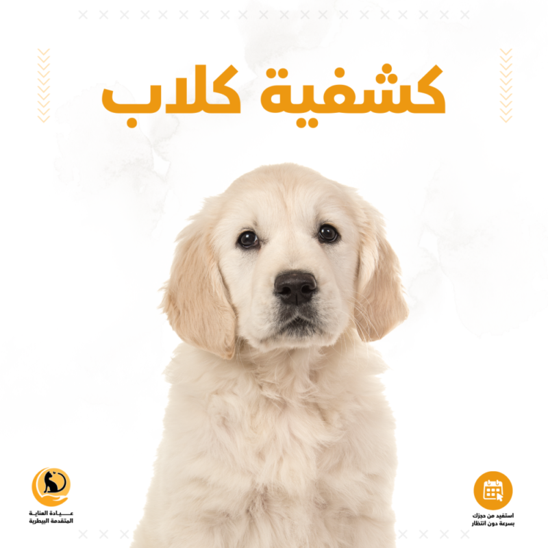 كشفية كلاب