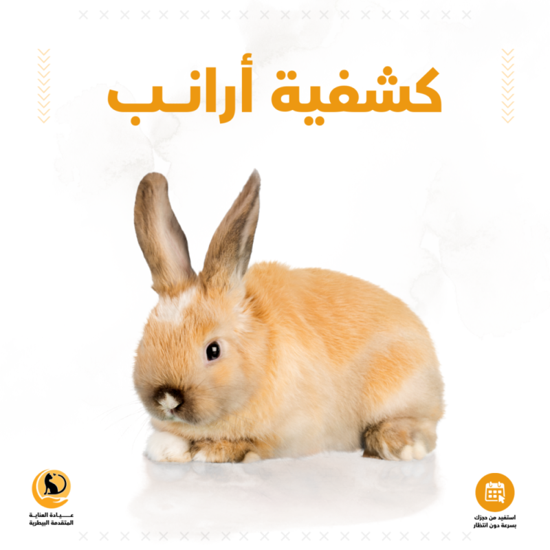 كشفية أرانب