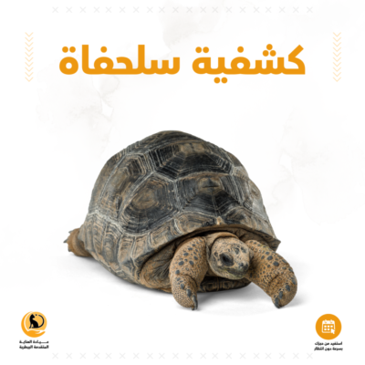 كشفية سلحفاة